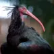 Ibis Eremita