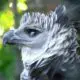 Aguila Harpia: poder y fuerza