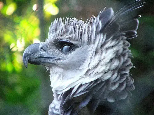 Aguila Harpia: poder y fuerza 