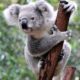Koala un osito cariñosito