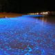 Bioluminiscencia marina hermoso animal