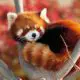 Panda Rojo un adorable animal