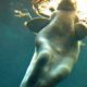 La Beluga “Los pescadores las confunden con Sirenas”