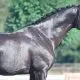 Los caballos más caros del mundo