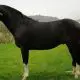 El caballo chileno: La majestuosidad del corralero de Chile