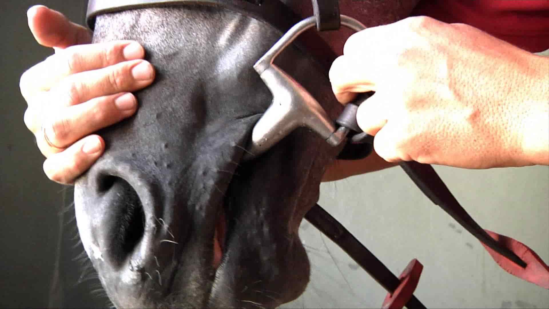 Riendas para Caballos y tipos