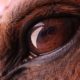 Enfermedades oculares de los caballos