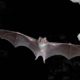 Espantar murciélagos: ¿cómo deshacerse de ellos de forma rápida y sencilla?