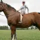 El caballo más grande del mundo
