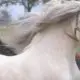 Albino caballo